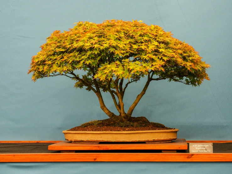 a bonsai tree displayed on a shelf with a blue wall