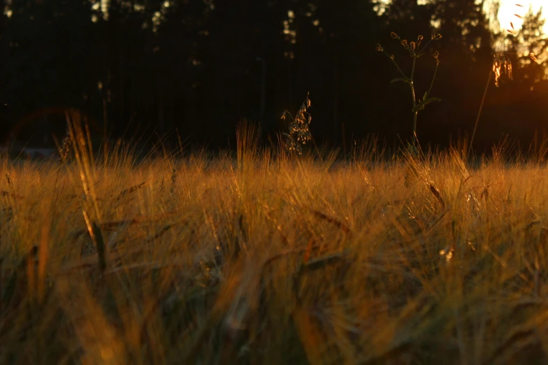 some yellow grass bushes and trees in the background