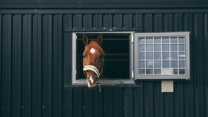 a horse peers out from the window of a stable