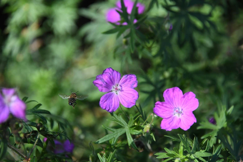 some purple flowers and a bee in a garden