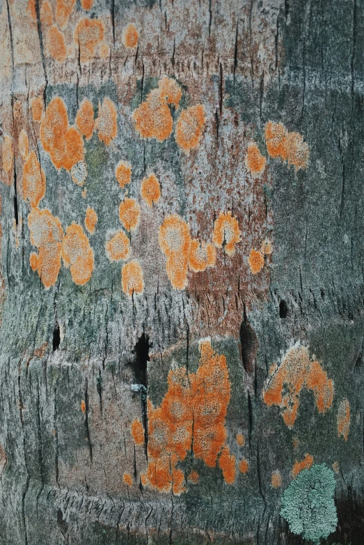 a closeup view of a pattern of paint on a wooden surface