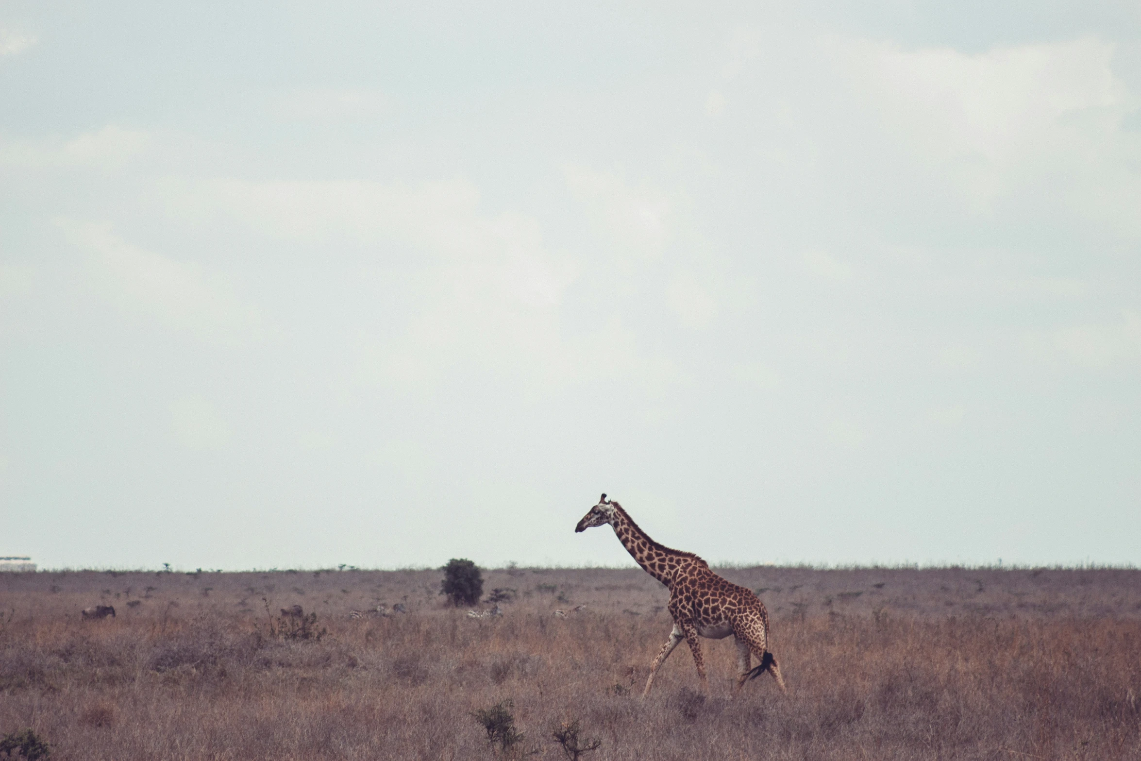 a giraffe is standing in the middle of an empty field