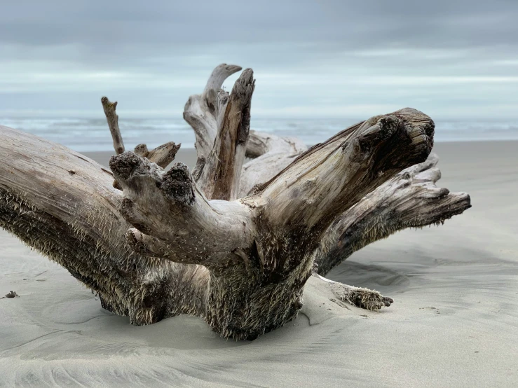 driftwood lying on a sandy beach on a gloomy day