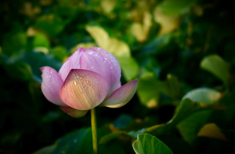 a pink lotus in the middle of flowers with water drops