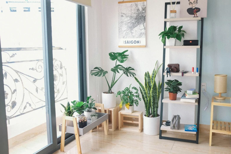 an arrangement of indoor plants against a white wall