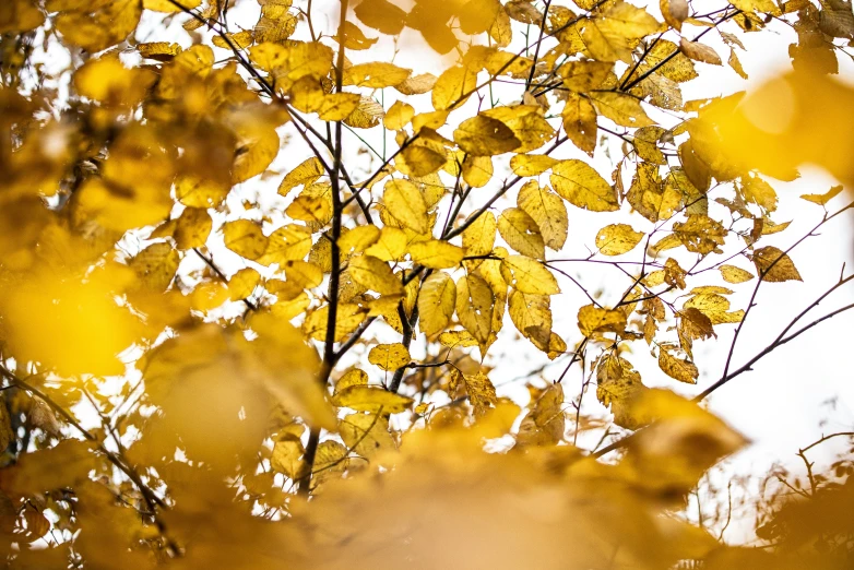 the leaves on this leafy tree are shining bright