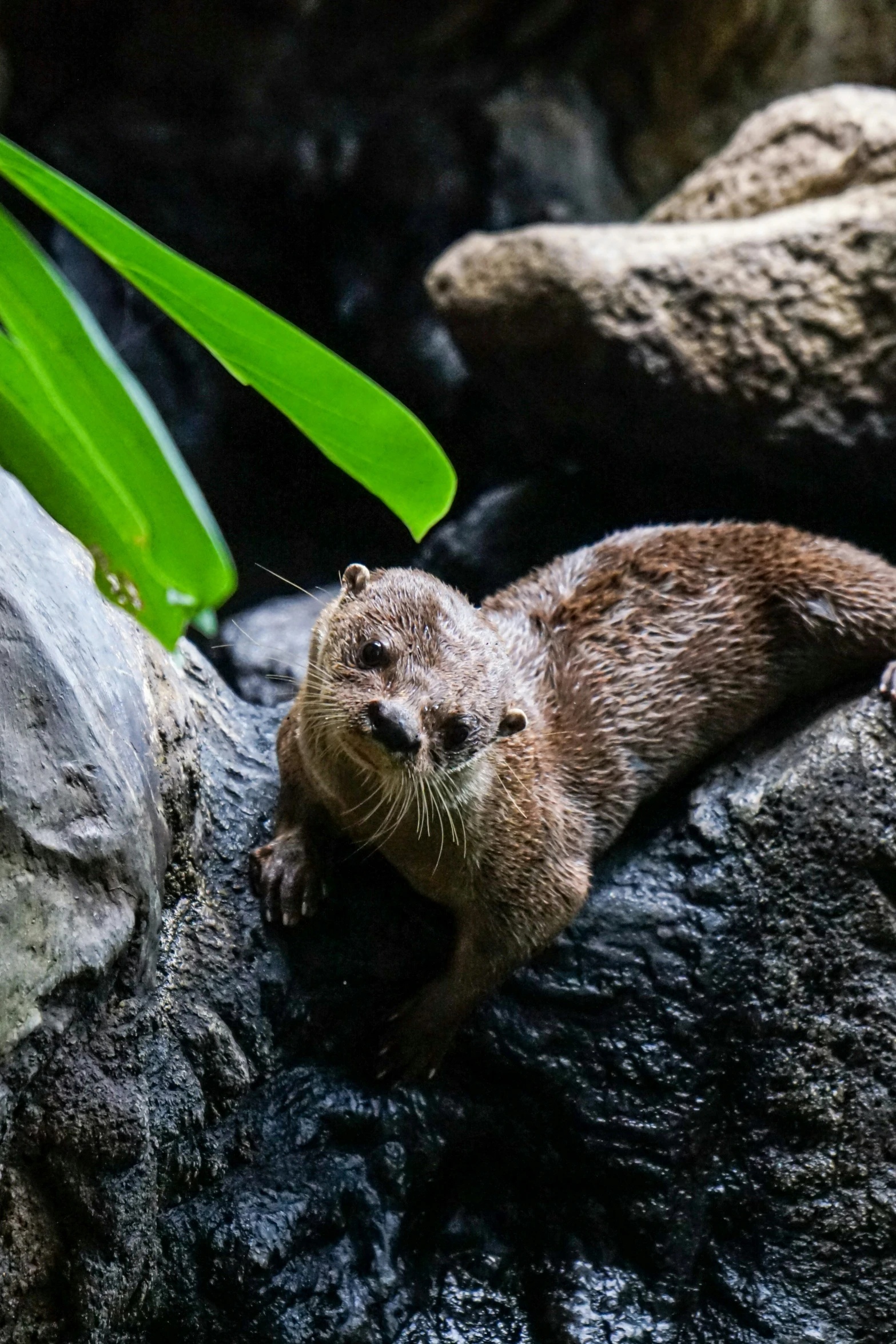 a otter is lounging on some rocks