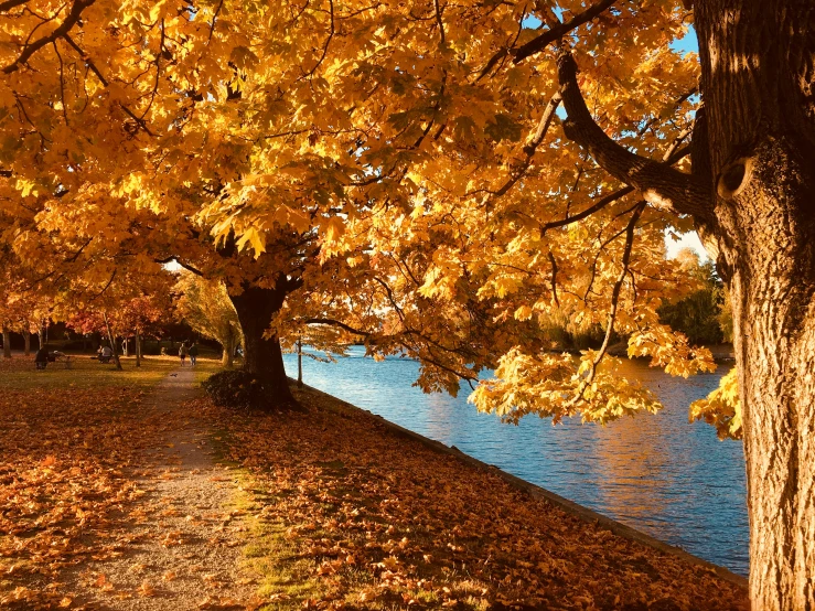 a man is sitting on a bench in the park under a tree