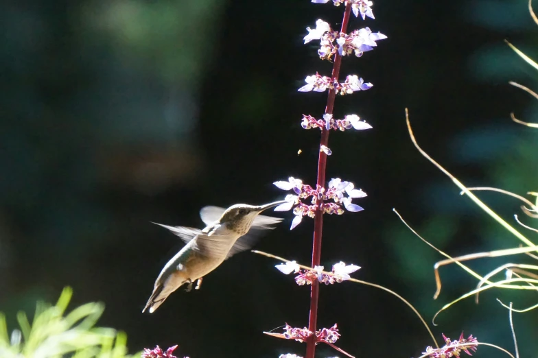 the bird is perched on the tall flower