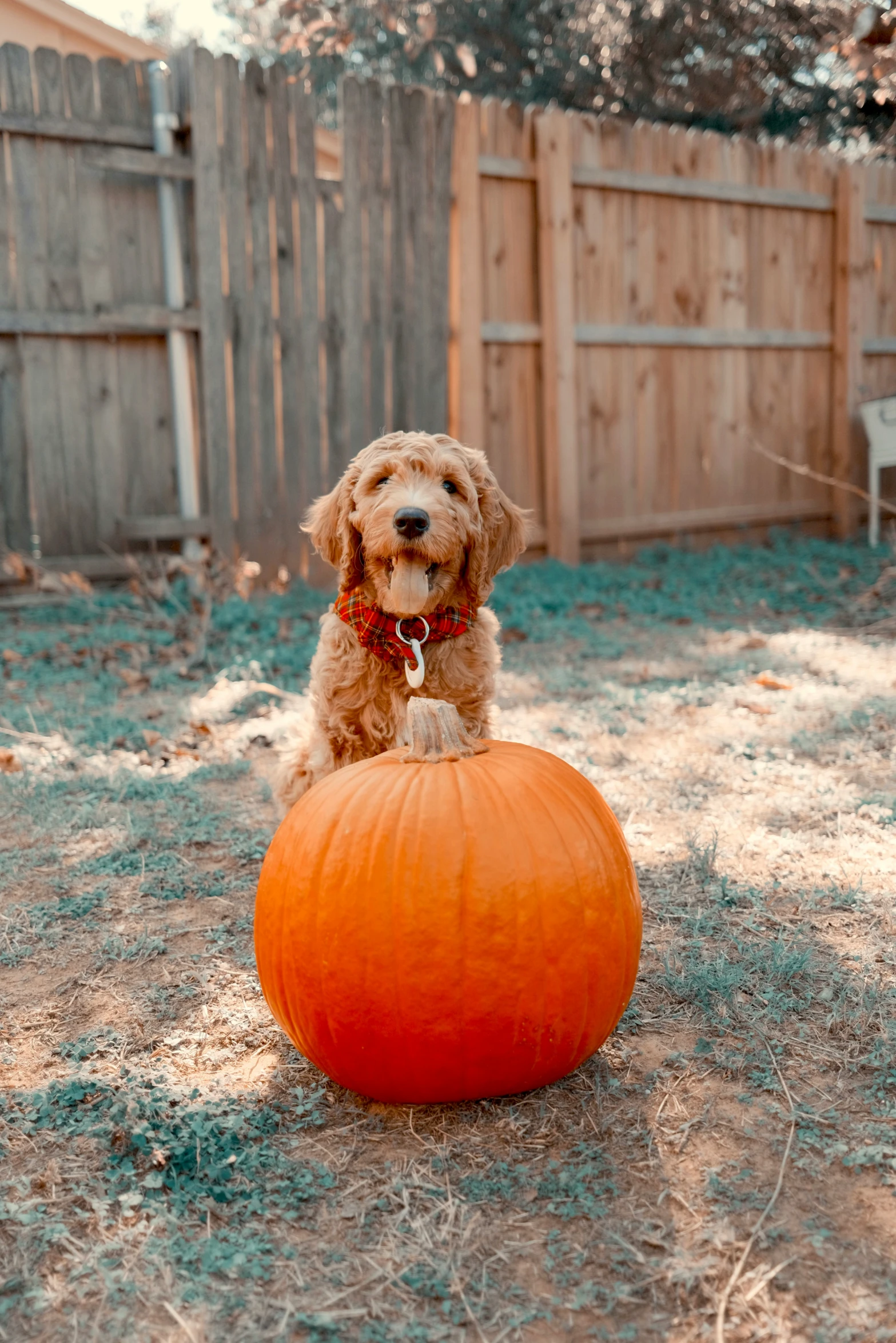 small brown dog sitting on top of an orange pumpkin