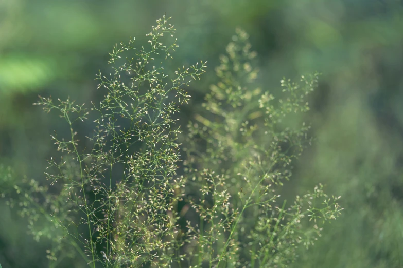 a small patch of wild flowers standing in a field