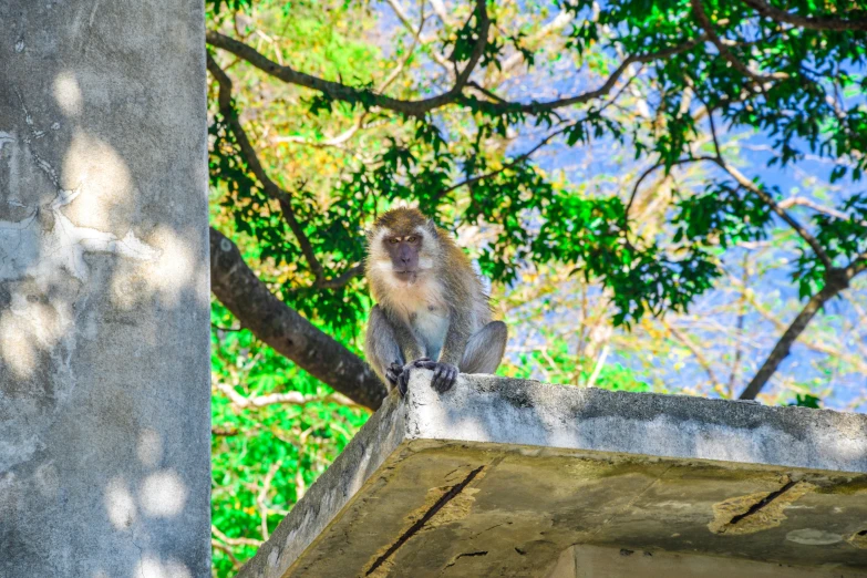 a monkey that is sitting on top of a cement structure