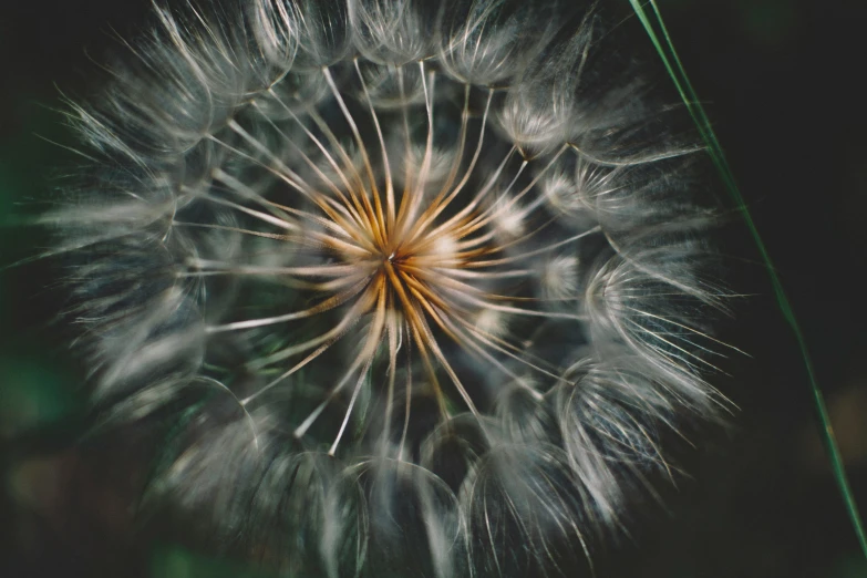 a dandelion seed that is very close up