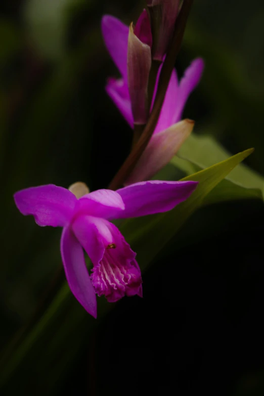 an orchid flower with a purple center sits in the background