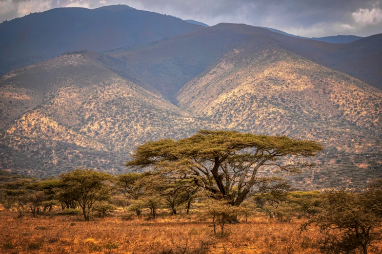 a large tree in a field near a mountain