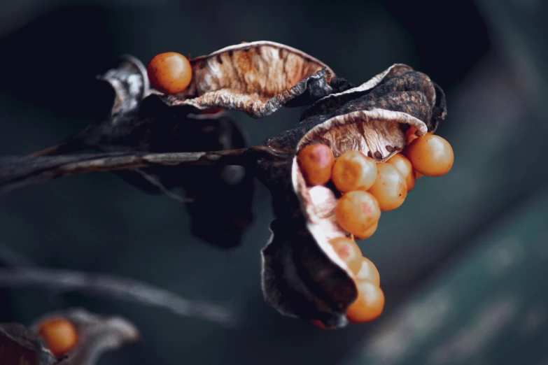 berries are still attached to the tree in bloom