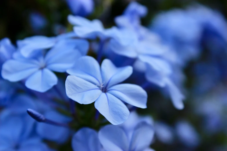 blue flowers are growing in a small bouquet