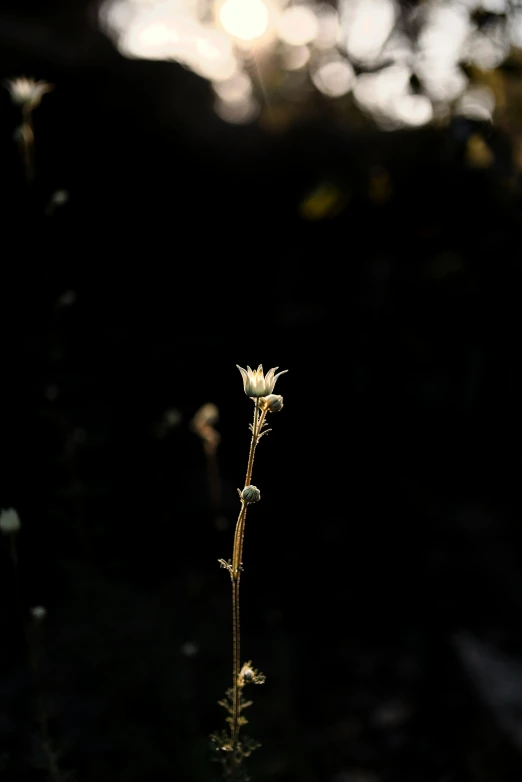 a small white flower with leaves in front of a dark background