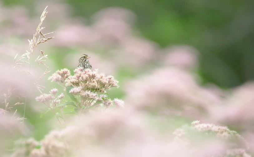 the small bird is sitting on the purple flower