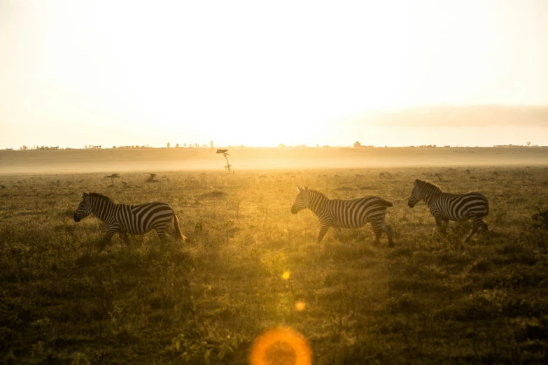 five zes in a field during the sun set