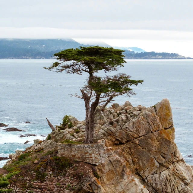 there is an adult tree on top of a rock