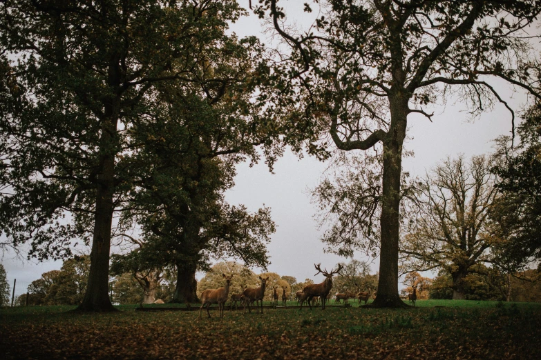 a herd of deer is walking through the forest