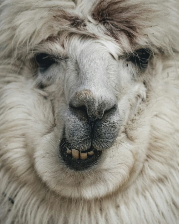 a white alpaca with black, yellow and brown patches on its fur