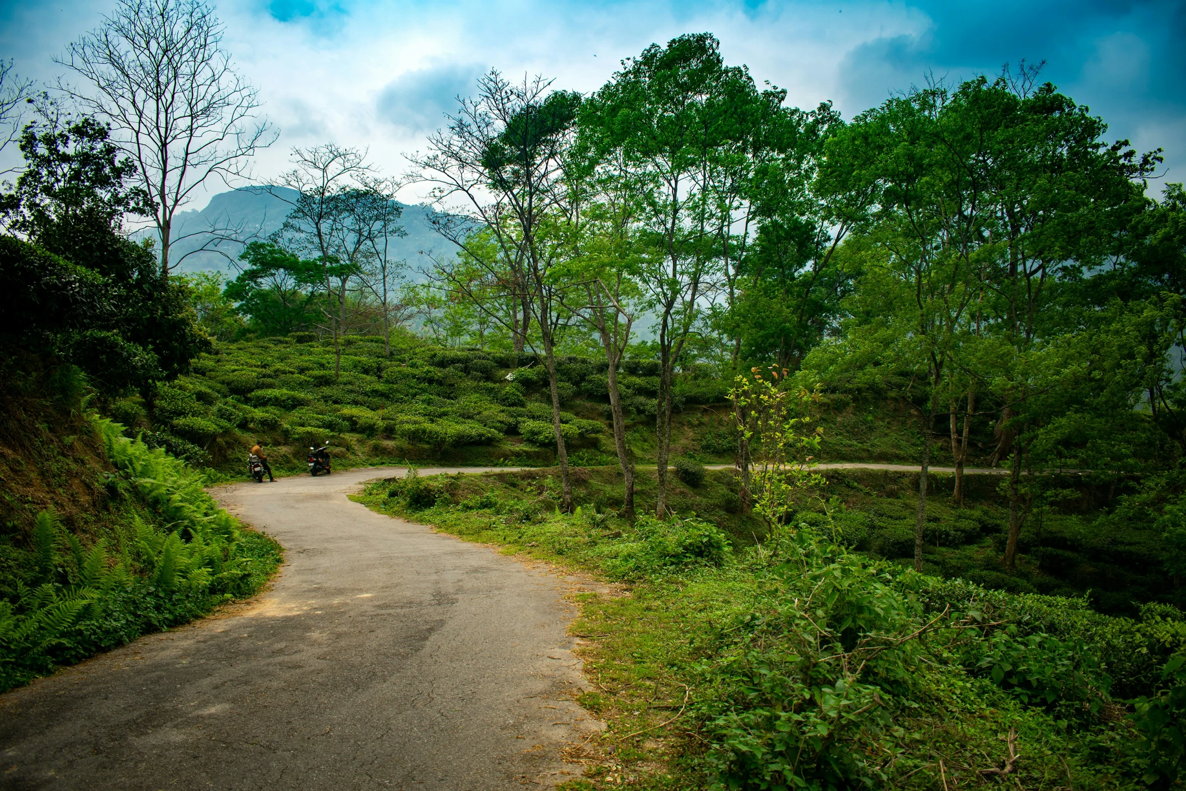 a winding road near trees and mountains in the distance