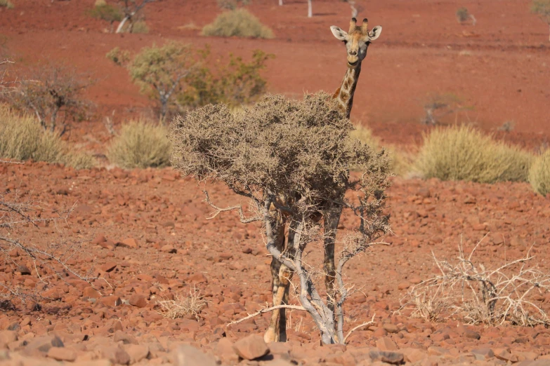 a giraffe standing in the middle of a barren plain