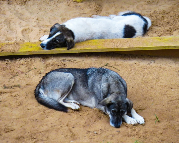 two husky dogs laying on the ground next to each other