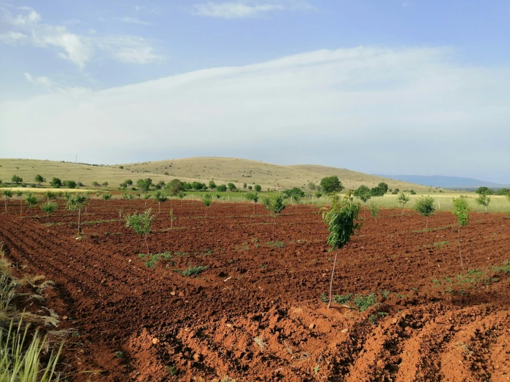 a large field that is dirty with dirt and trees