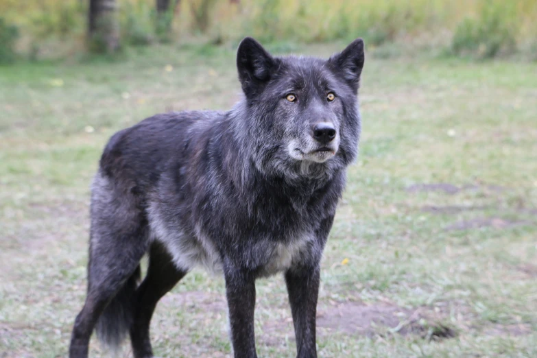 a black, gray, and brown dog standing in a field