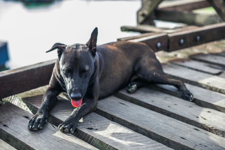 a dog lays down on a dock while panting