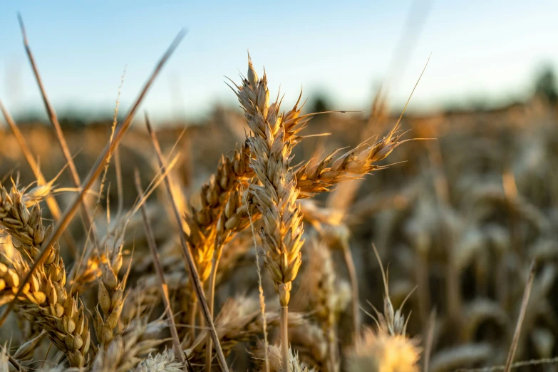 some sort of sprinkled wheat in a field with no leaves