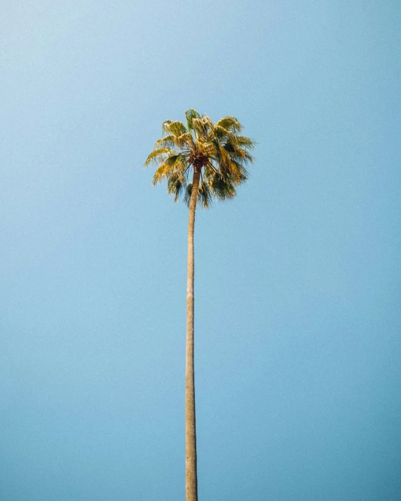 a palm tree and the sky with blue background