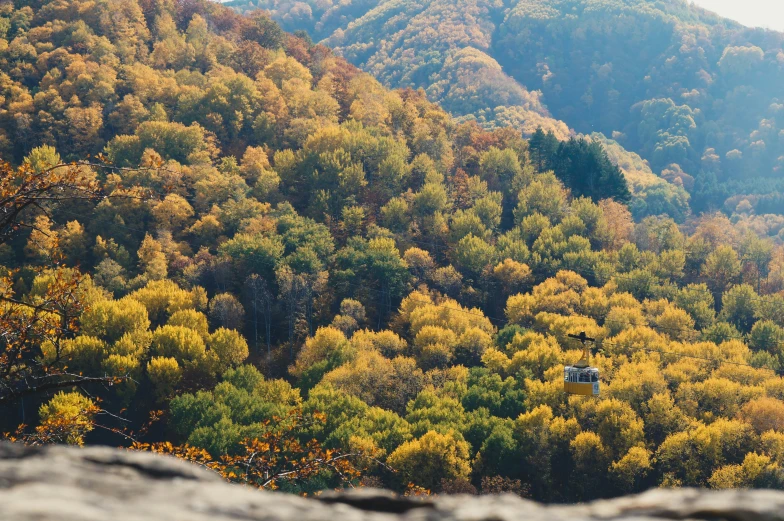 this is an image of a scenic forest in the mountains