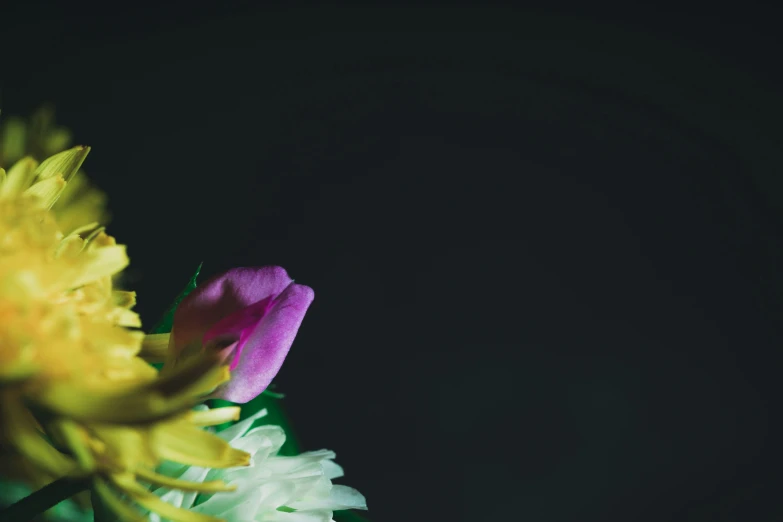 a beautiful yellow and white flower on a dark background