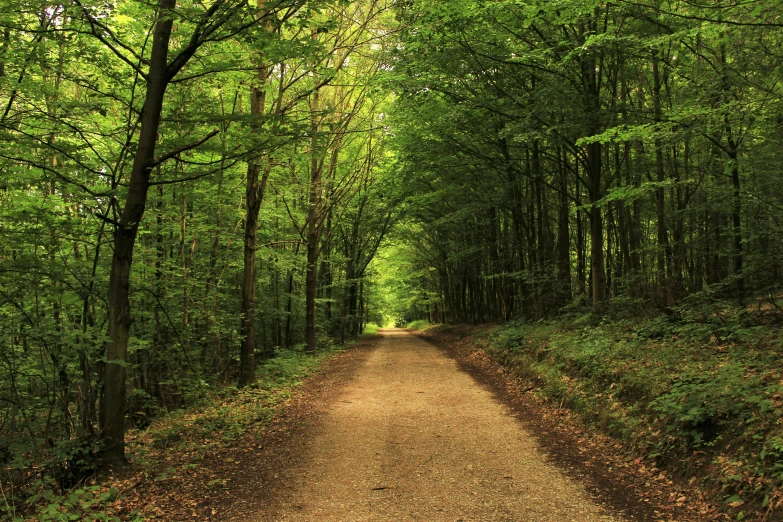a narrow dirt road surrounded by trees