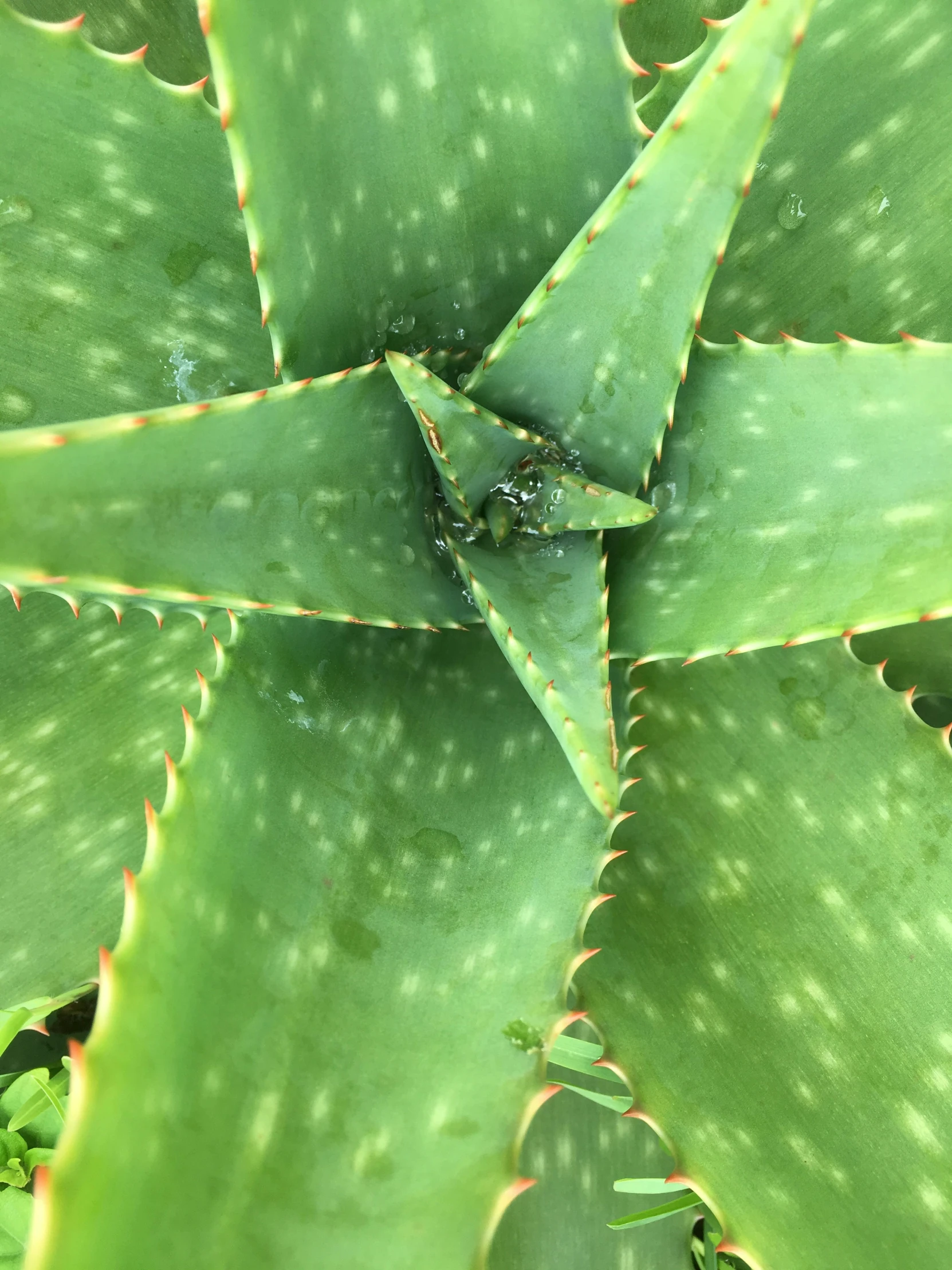 a close up of the top leaves of an aloena plant