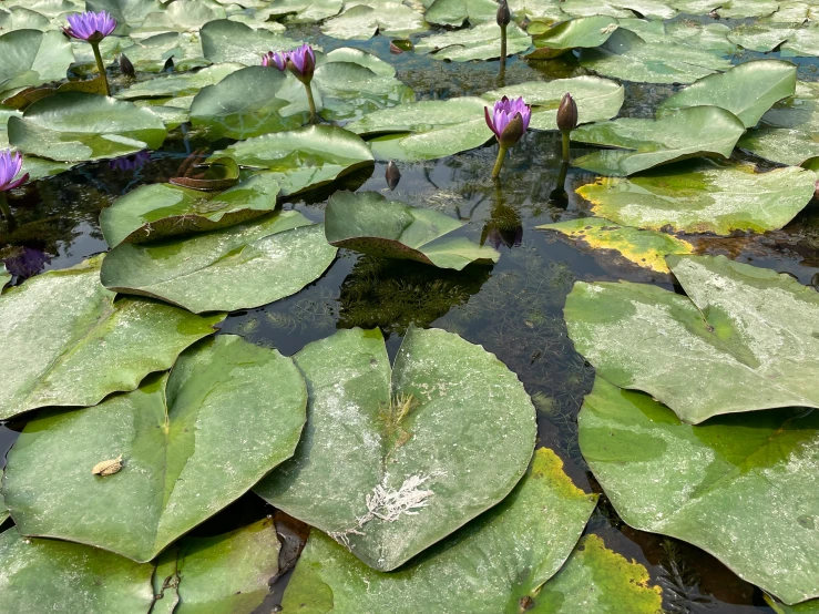 purple water lilies floating on a pond of water