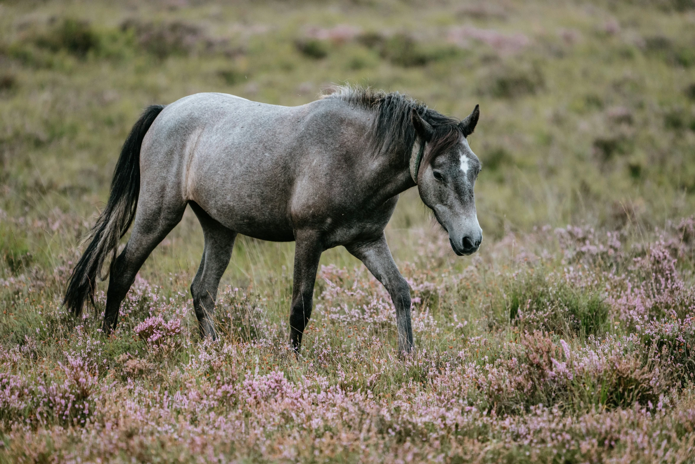 a grey horse walks across some purple flowers