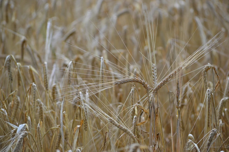 some tall grain is sitting in the field