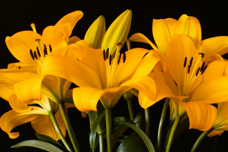 a bouquet of yellow lilies in front of a black background