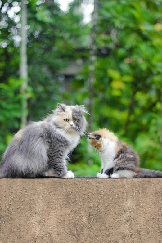 a grey and white cat is on a wall near another cat