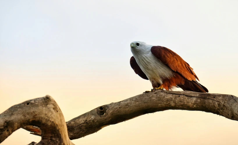 a large bird perched on a tree limb