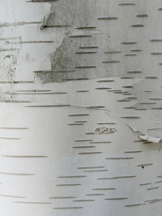 closeup of a large birch tree showing all the nches