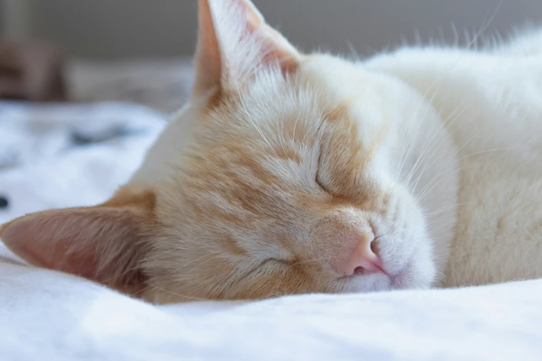 an orange cat curled up sleeping with its eyes closed