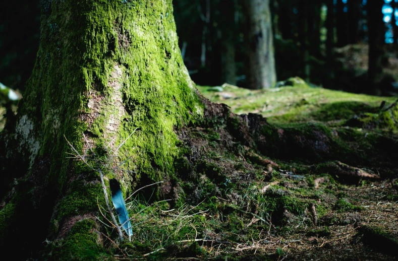 a very tall tree surrounded by some grass