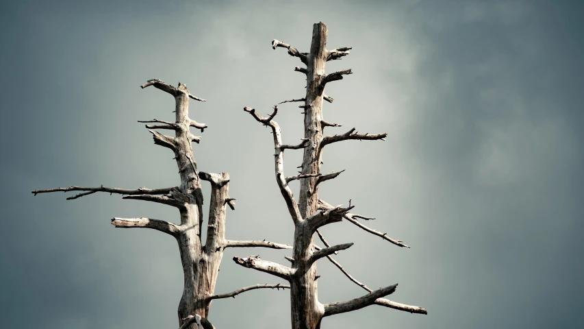 a bird perches on the bark of a dead tree