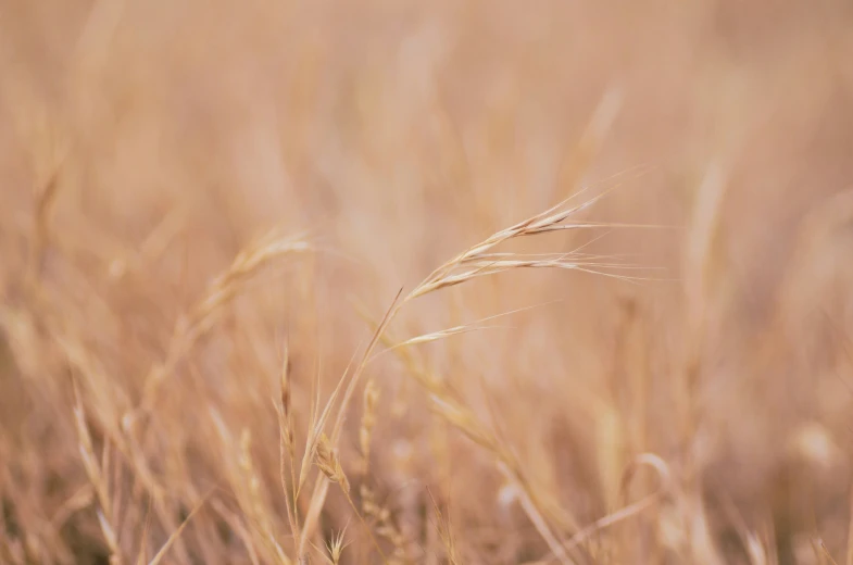 an open field of brown grass in the sun